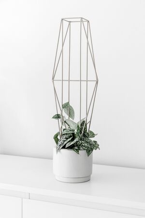 Modern houseplants on a white drawer in the white living room, minimal creative home decor concept, Scindapsus Pictus Silver Lady trailing on a modern metal plant supportの写真素材