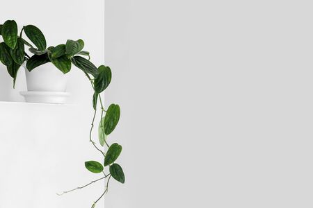 Modern houseplants on a white shelf in the white living room, minimal creative home decor concept with copy space, Monstera Peru or Monstera Karstenianumの写真素材