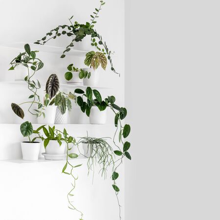 Modern houseplants on the white wall shelves in the white living room, minimal creative home decor concept with copy space, Silver Dollar Vine, Begonia, Vanilla Orchid, Monstera Peru, Alocasia Cuprea, Pilea Peperomioidesの写真素材