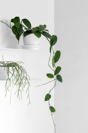 Modern houseplants on a white shelf in the white living room, minimal creative home decor concept, Monstera Peru or Monstera Karstenianum and Rhipsalis Cassuthaの写真素材
