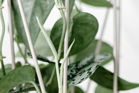 Scindapsus Pictus Silver Lady leaves on a white background, creative tropical plant concept, close upの写真素材
