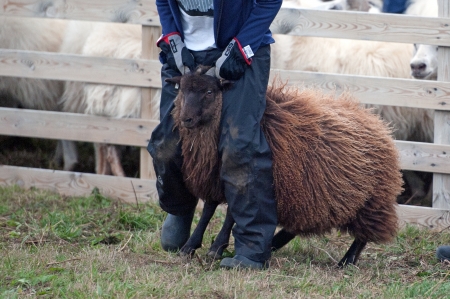 The North of Iceland, sheep drive near the Lake Myvatn, brown sheep on the runのeditorial素材