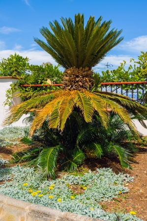 La Palma, Plaza at the Church of San Andres Apostolの写真素材