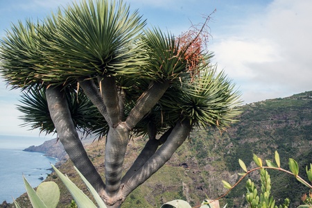 Dragon Tree, also known as Drago in Las Tricia in the north of La Palmaの写真素材