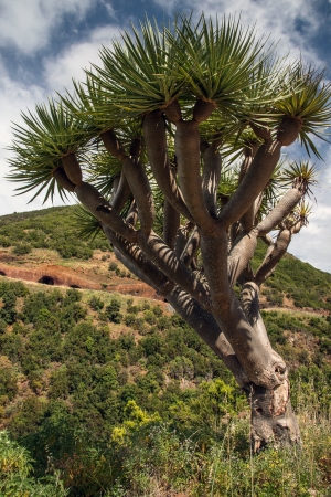Dragon trees, also known as Drago in Las Tricia in the north of La Palmaの写真素材