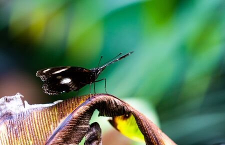 Butterfly waiting