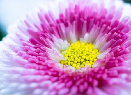 Daisy macro