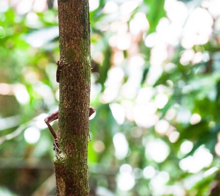 Hiding lizzardの写真素材