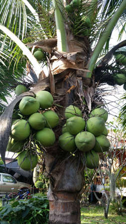 coconut tree