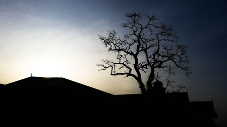 Tree Sunset, Dies Tree & Branchesの写真素材