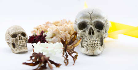 Still Life with a Skull concept on the artの写真素材