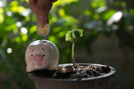 Pellet plants are grownの写真素材