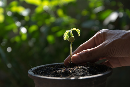 Pellet plants are grownの写真素材
