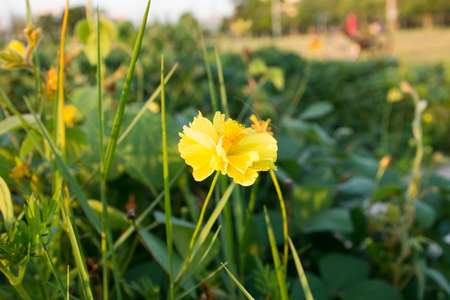 flowerの写真素材