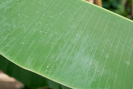 tree, Heart-shaped trees, very beautiful . To do backgroundの写真素材