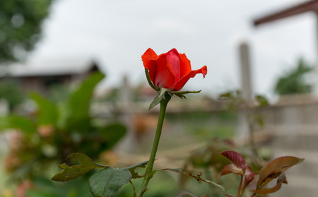 roseの写真素材