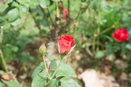 roseの写真素材