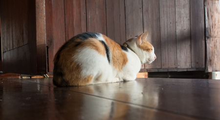 catの写真素材