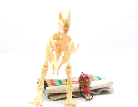 dinosaur bonesの写真素材