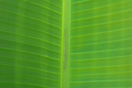 green leaf background