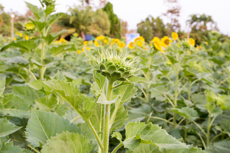 sunflowerの写真素材