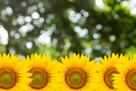 sunflowers backgroundの写真素材