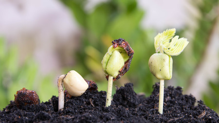 Seeding Plant seed growing step conceptの写真素材