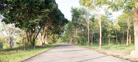 landscape of straight road under the trees road tree