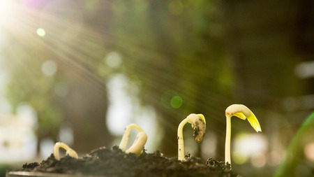 Seed to tree, Seeding, Plant seed growing concept, Growing plants. Plant seedling. young baby plants...