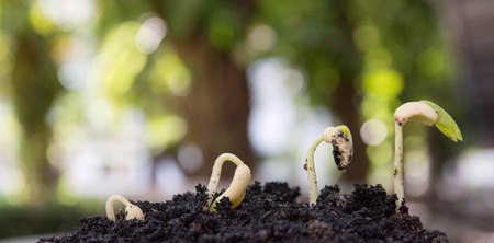 Seed to tree, Seeding, Plant seed growing concept, Growing plants. Plant seedling. young baby plants growing in germination sequence on fertile soil with natural green backgroundの写真素材