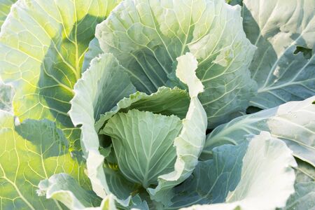 Vegetable Lettuce,Hydroponics fieldの写真素材