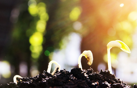 seed, evolution, germinationの写真素材