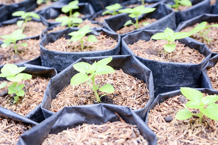 Green sprout growing from seed in organic soil, Agriculture and Seeding Plant seed growing step conceptの写真素材