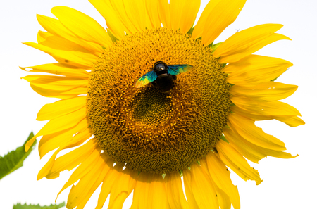 sunflower, flower yellowの写真素材