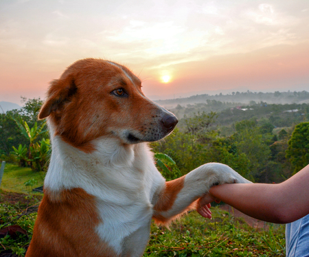 dog and handの写真素材