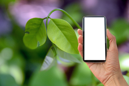 Green blurred background and sunlight blackguardの写真素材