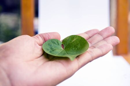 hand holding a green  heart