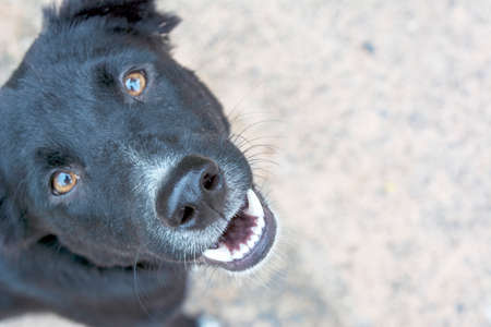 portrait of a black dogの写真素材