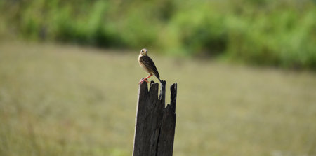 Scenery of bird on broken timberの写真素材