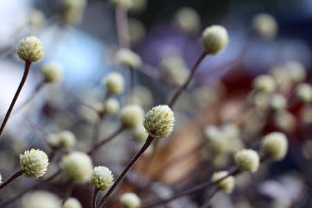 white flower blur macro