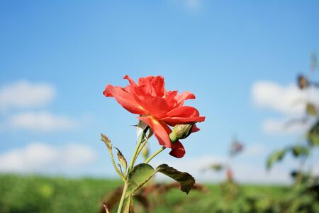 Rose flower. Valentine day.の写真素材