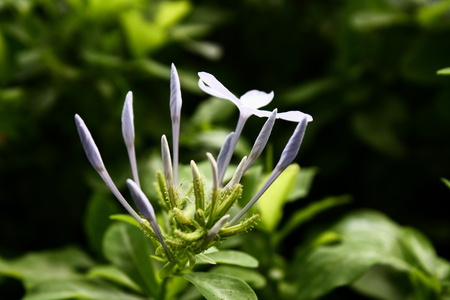 white flower in garden. day light. close up to nature. high contrast photo.の写真素材