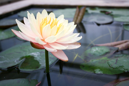 Beautiful lotus flower is the symbol of the Buddha, Thailand. close up lotus in the pool.の写真素材