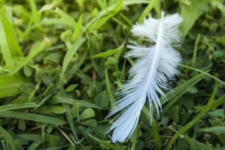 white Feather fall  on green grass field. soft focus nature. out of focus green background.の写真素材