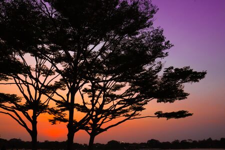 landscape of sunset with cloudy orange sky and a silhouette of tree.の写真素材