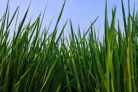 Fresh spring green grass. Beauty natural background. wallpaper green color.の写真素材
