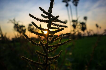 Grass on the field during sunrise. Agricultural landscape in the summer timeの写真素材