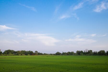 Fresh spring green grass. Beauty natural background. wallpaper green color.
