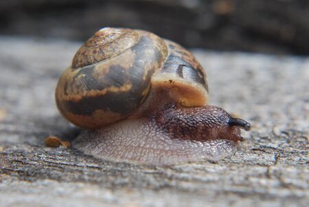 Big snail in shell crawling on road, summer day in gardenの写真素材