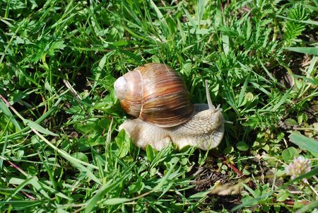 Big snail in shell crawling on road, summer day in gardenの写真素材